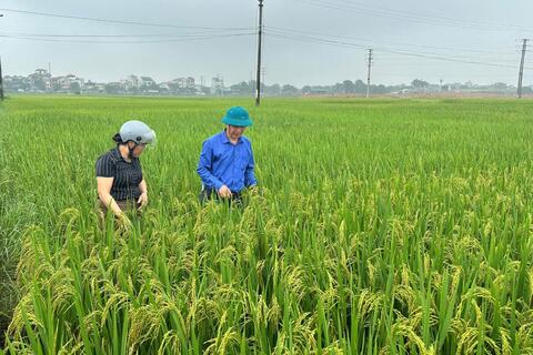 HTX Nông nghiệp tổ chức thăm đồng đánh giá năng suất sản lượng vụ xuân năm 2025