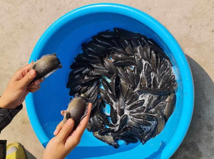 Người phụ nữ ở Hà Nội xây bể nuôi cá tại sân nhà, tiết kiệm tiền mua cá cả năm - 3