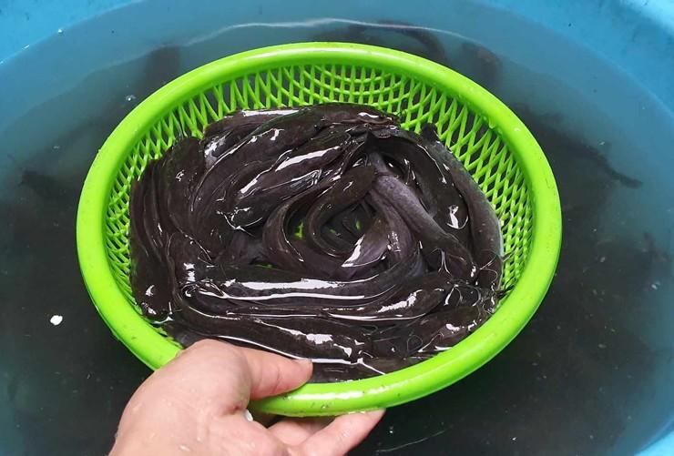 Người phụ nữ ở Hà Nội xây bể nuôi cá tại sân nhà, tiết kiệm tiền mua cá cả năm - 2
