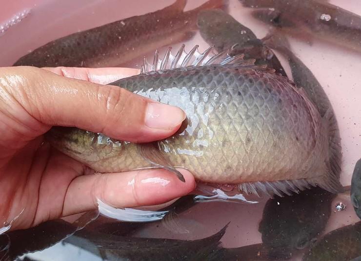 Người phụ nữ ở Hà Nội xây bể nuôi cá tại sân nhà, tiết kiệm tiền mua cá cả năm - 4